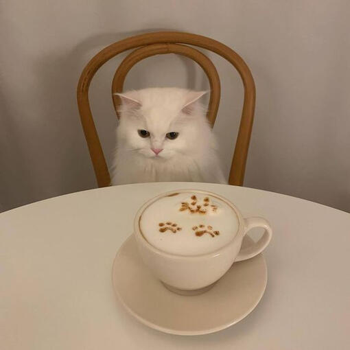 Cat-Cupid